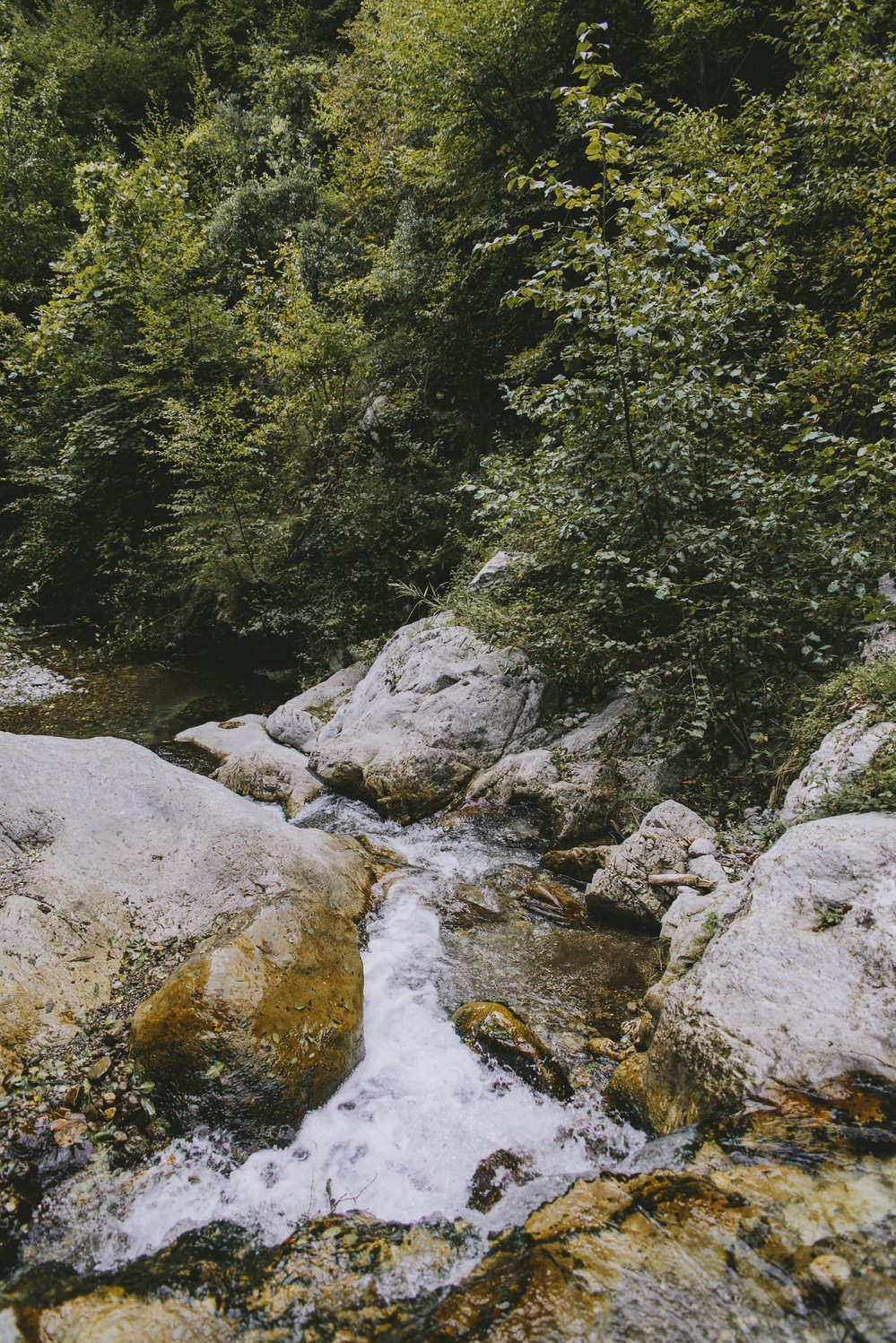 River in Forest